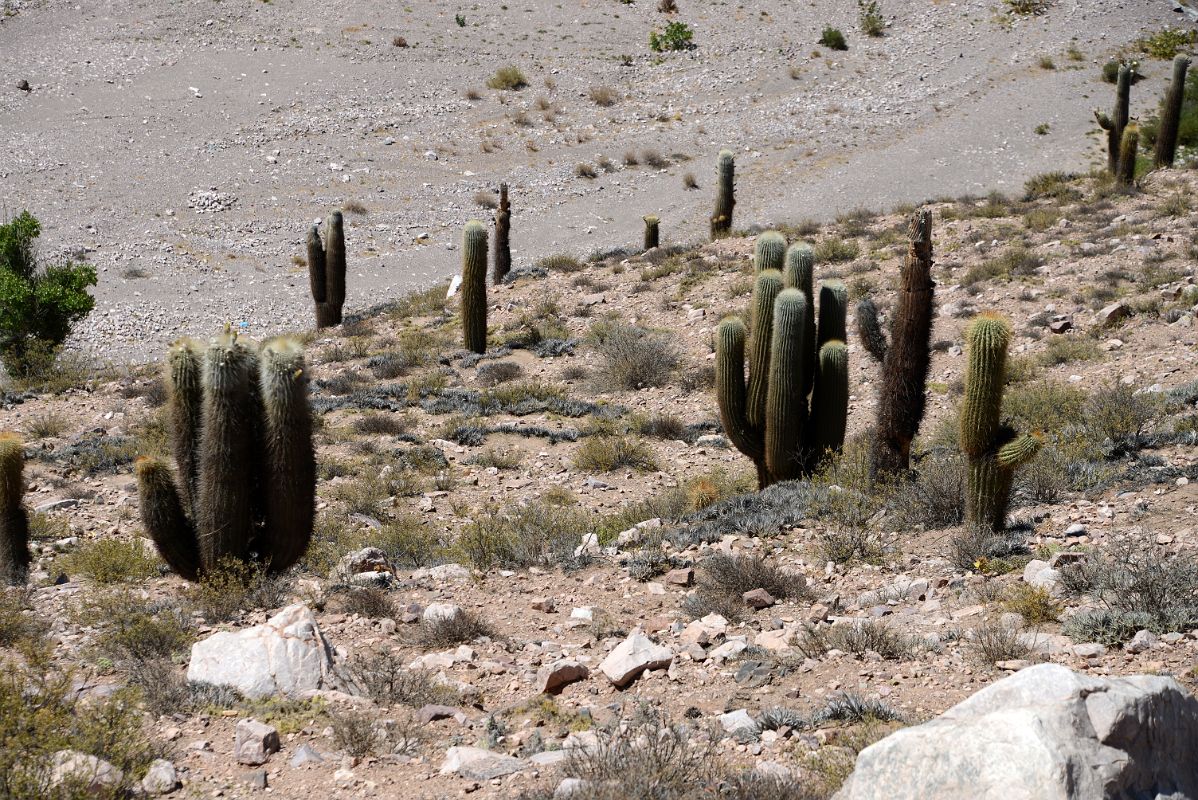 07 Cactus Next To Highway 52 On The Drive From Purmamarca To Salinas Grandes